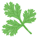 گشنیز